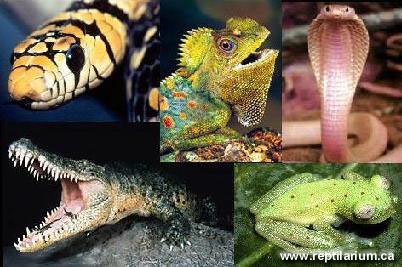 http://www.reptilarium.ca