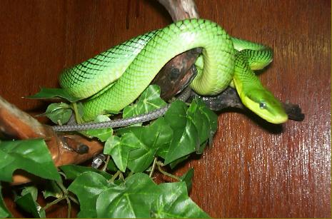 gonyosoma oxycephala