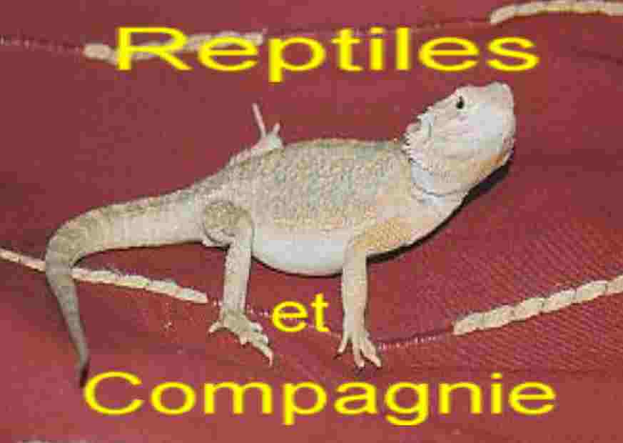 http://www.reptilesetcompagnie.fr.st