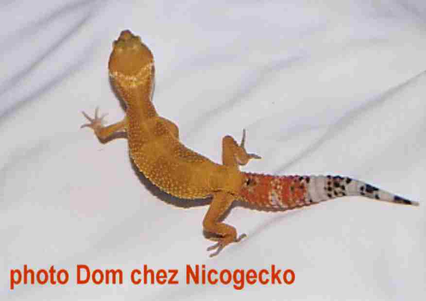nicogecko