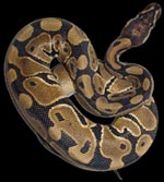 http://lepythonroyal.free.fr
