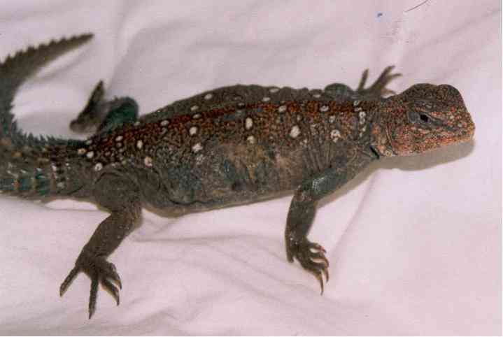 uromastyx